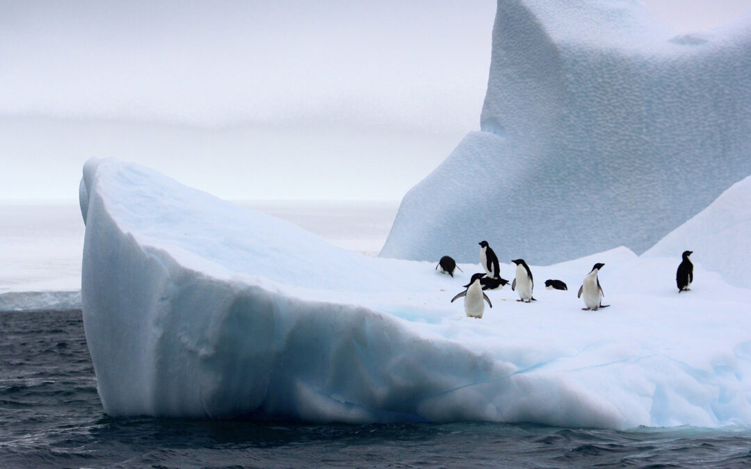 The Wildest Place On Earth | Emily Baggot