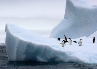 The Wildest Place On Earth | Emily Baggot