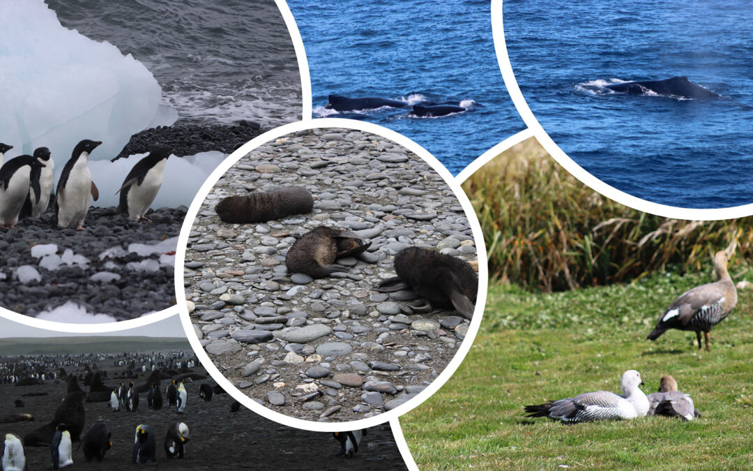 What Purpose do Antarctica and it’s Islands Serve? | Hannah Langewicz