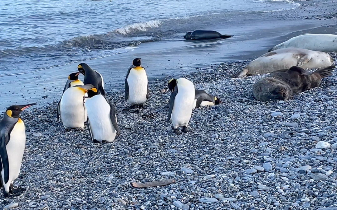 You Can Never Have Too Many Penguins! | Andrew Maynard