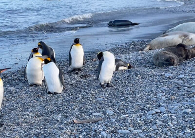 You Can Never Have Too Many Penguins! | Andrew Maynard